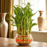 Bamboo plant in a glass vase